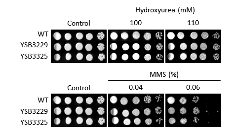 Genotoxic stress phenotype for CNAG_00782T0