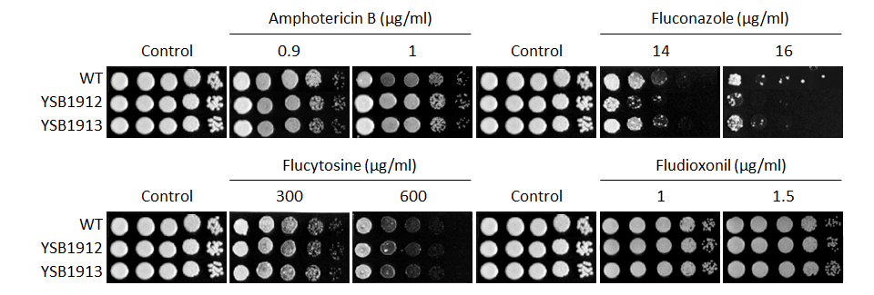 Antifungal drug susceptibility for CNAG_00826T0