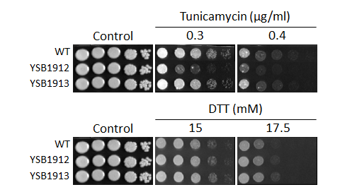 ER stress phenotype for CNAG_00826T0