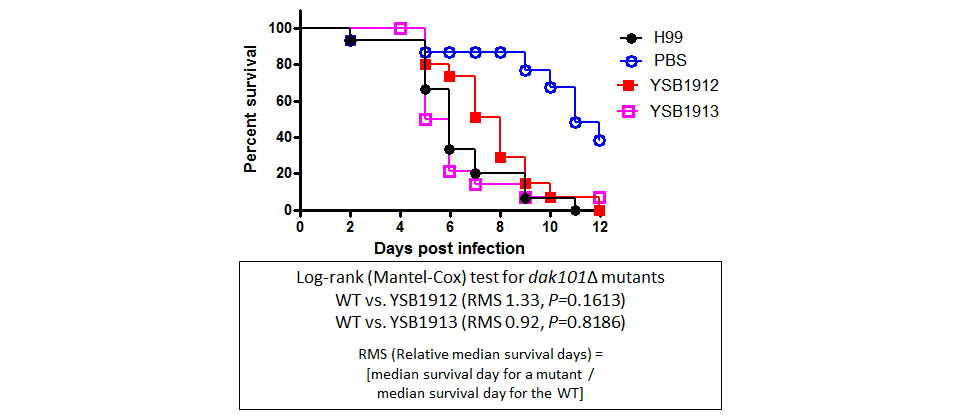 Galleria mellonella virulence data for CNAG_00826T0