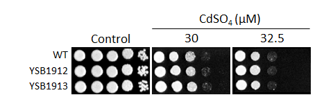 Heavy metal stress phenotype for CNAG_00826T0