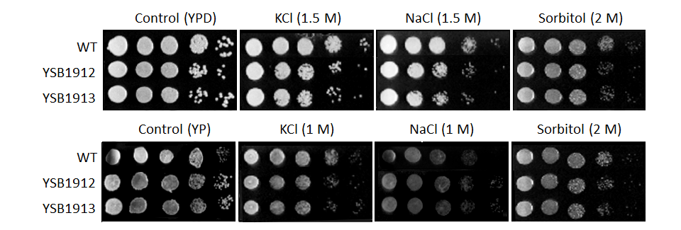 Osmotic stress phenotype for CNAG_00826T0