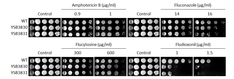 Antifungal drug susceptibility for CNAG_01704T0