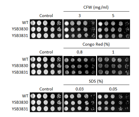 Cell wall stress phenotype for CNAG_01704T0