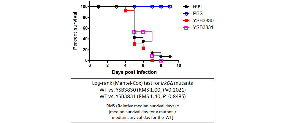 Galleria mellonella virulence data for CNAG_01704T0