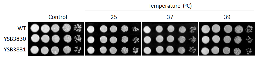 Growth phenotype for CNAG_01704T0