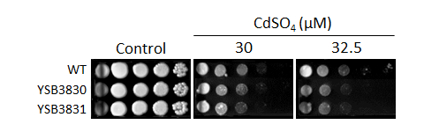 Heavy metal stress phenotype for CNAG_01704T0