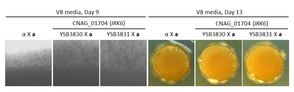 Growth phenotype for CNAG_01704T0