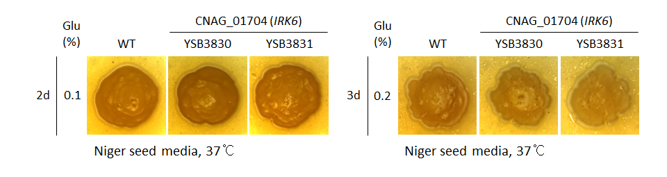 Melanin phenotype for CNAG_01704T0