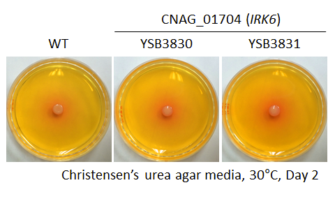 Urease phenotype for CNAG_01704T0