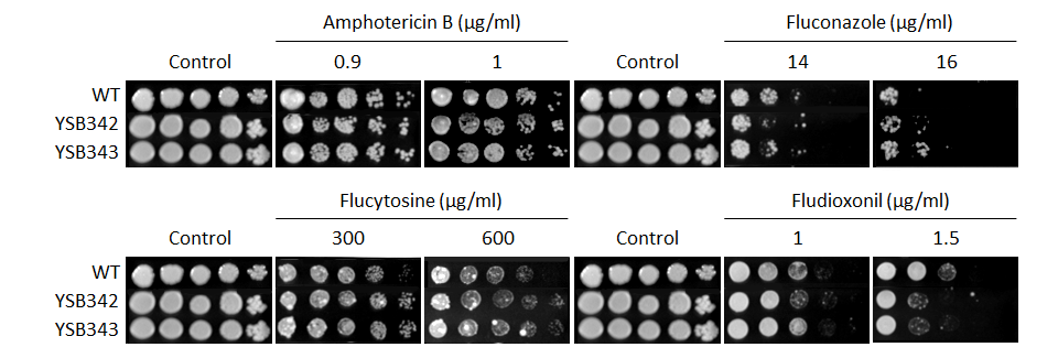 Antifungal drug susceptibility for CNAG_01730T0