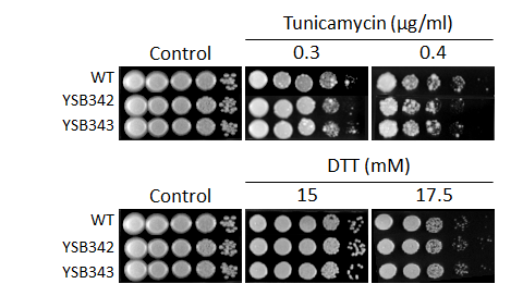 ER stress phenotype for CNAG_01730T0