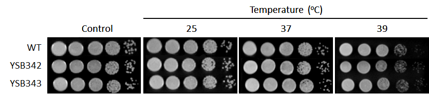 Growth phenotype for CNAG_01730T0