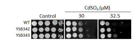 Heavy metal stress phenotype for CNAG_01730T0