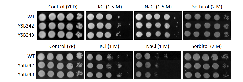 Osmotic stress phenotype for CNAG_01730T0