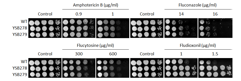 Antifungal drug susceptibility for CNAG_01850T0