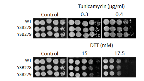 ER stress phenotype for CNAG_01850T0