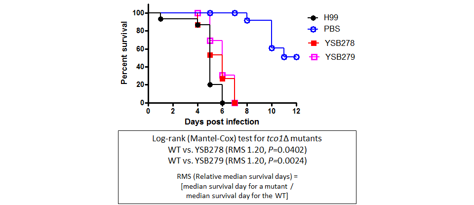 Galleria mellonella virulence data for CNAG_01850T0
