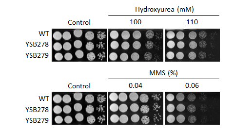 Genotoxic stress phenotype for CNAG_01850T0