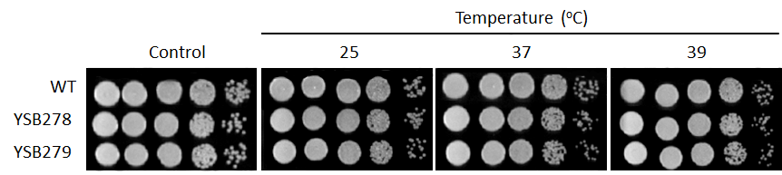 Growth phenotype for CNAG_01850T0