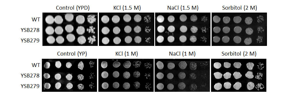 Osmotic stress phenotype for CNAG_01850T0