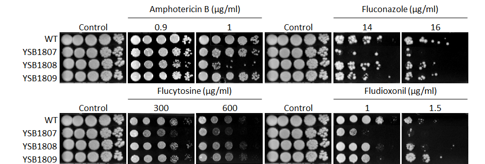 Antifungal drug susceptibility for CNAG_01905T0