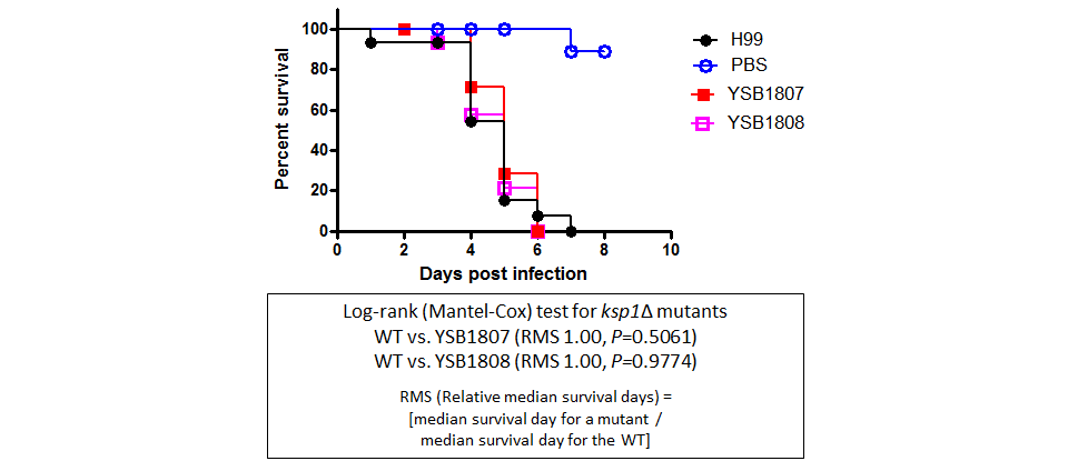 Galleria mellonella virulence data for CNAG_01905T0