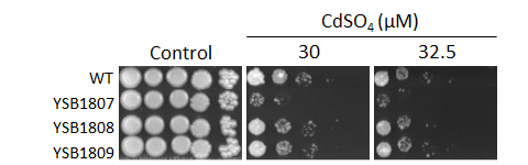 Heavy metal stress phenotype for CNAG_01905T0