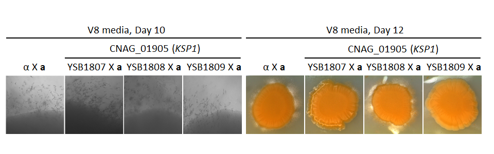 Growth phenotype for CNAG_01905T0
