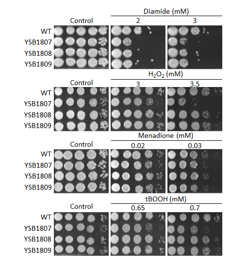 Oxidative stress phenotype for CNAG_01905T0