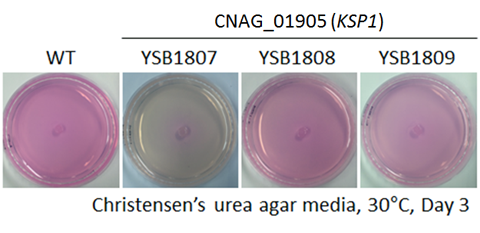 Urease phenotype for CNAG_01905T0