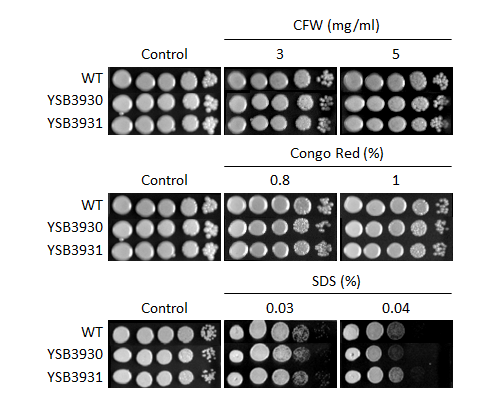 Cell wall stress phenotype for CNAG_01938T0