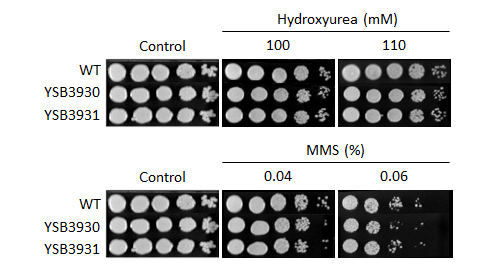 Genotoxic stress phenotype for CNAG_01938T0