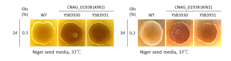 Melanin phenotype for CNAG_01938T0