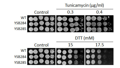 ER stress phenotype for CNAG_01988T0