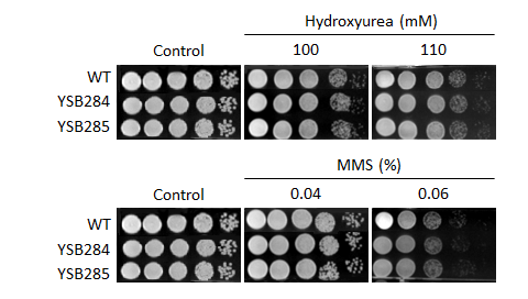 Genotoxic stress phenotype for CNAG_01988T0
