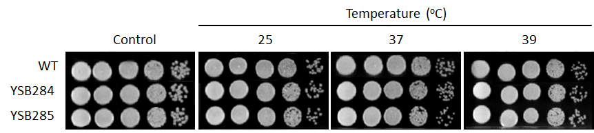 Growth phenotype for CNAG_01988T0