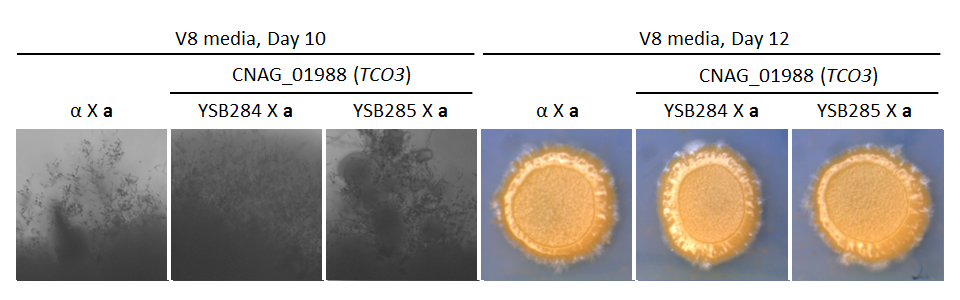 Growth phenotype for CNAG_01988T0