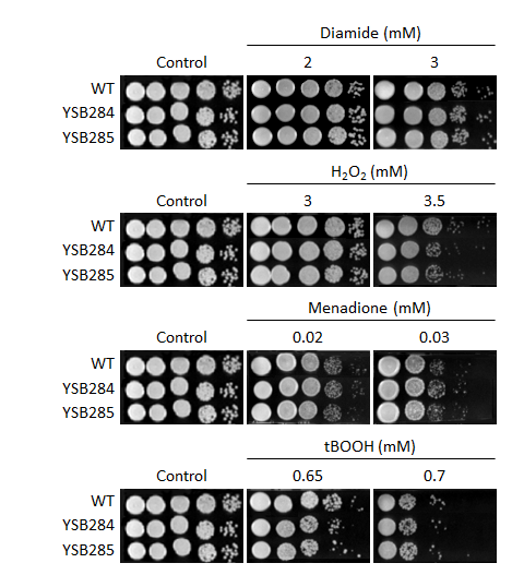 Oxidative stress phenotype for CNAG_01988T0