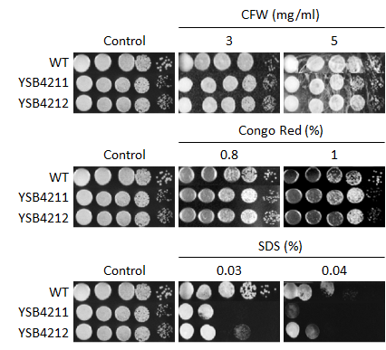 Cell wall stress phenotype for CNAG_02007T0