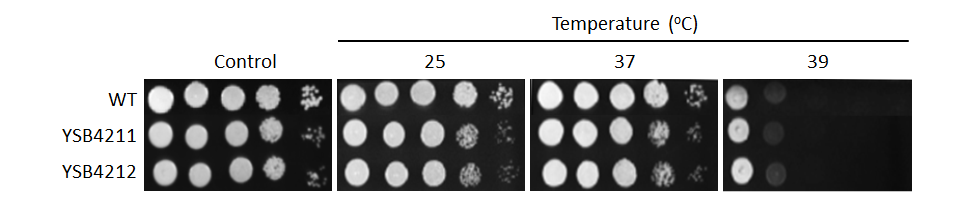Growth phenotype for CNAG_02007T0