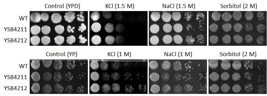 Osmotic stress phenotype for CNAG_02007T0