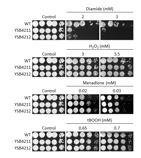 Oxidative stress phenotype for CNAG_02007T0
