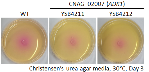 Urease phenotype for CNAG_02007T0