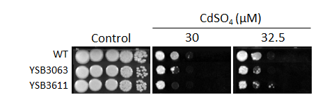 Heavy metal stress phenotype for CNAG_02233T0