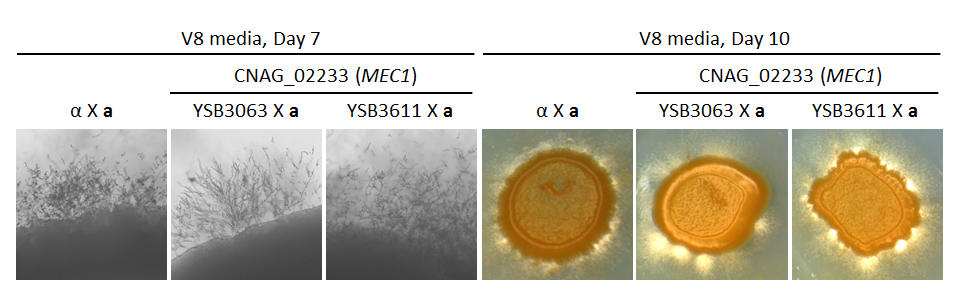 Growth phenotype for CNAG_02233T0