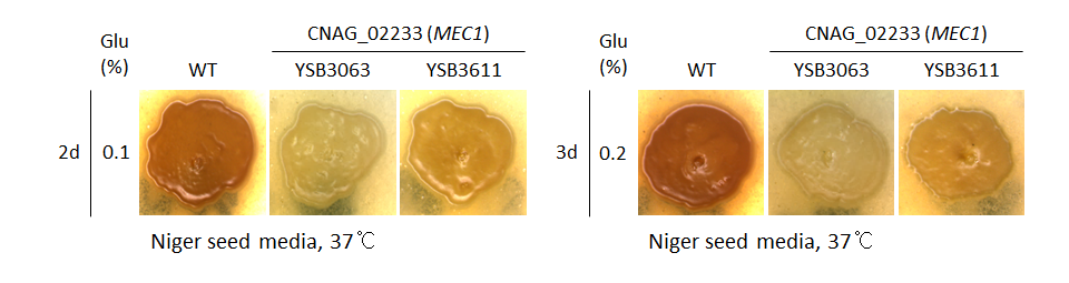 Melanin phenotype for CNAG_02233T0