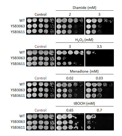 Oxidative stress phenotype for CNAG_02233T0