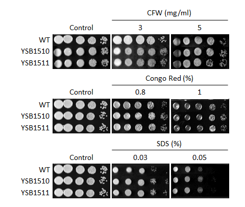 Cell wall stress phenotype for CNAG_02296T0
