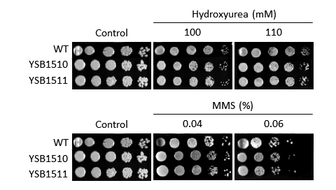 Genotoxic stress phenotype for CNAG_02296T0
